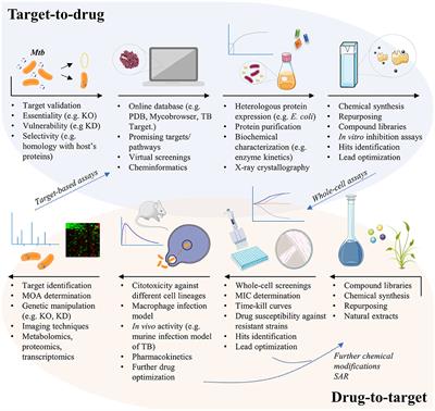 Handling the Hurdles on the Way to Anti-tuberculosis Drug Development